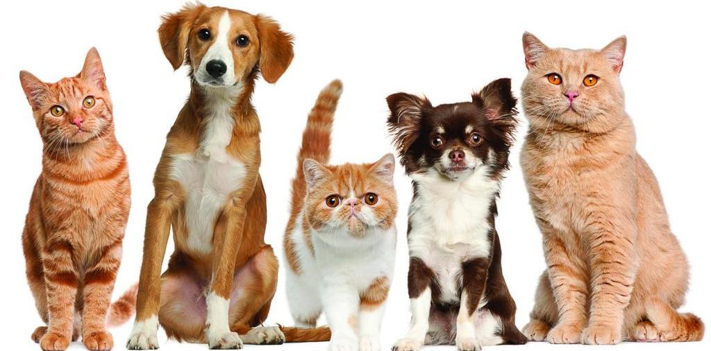 Доска объявлений о животных | ЗооТом - продажа, вязка и услуги для животных в Юрьевце