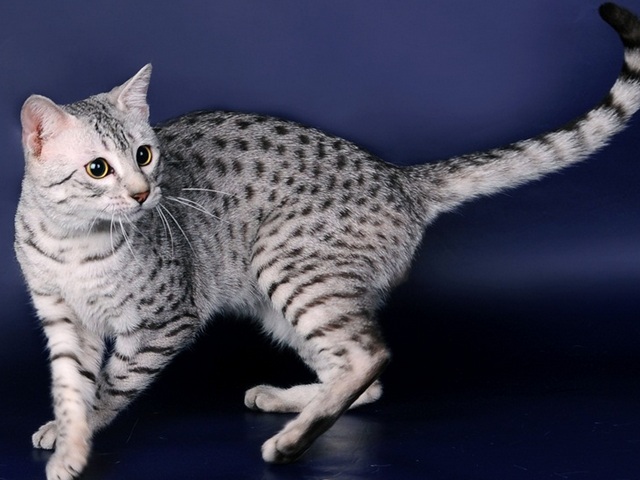 Породы кошек в Юрьевце | ЗооТом портал о животных