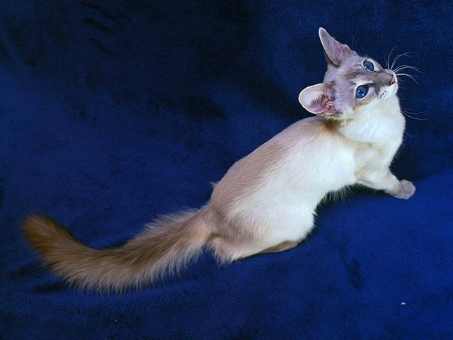 Выведенные породы кошек в Юрьевце | ЗооТом портал о животных