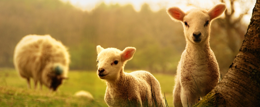 Объявления о сельскохозяйственных животных | ЗооТом - продажа, вязка и услуги для животных в Юрьевце