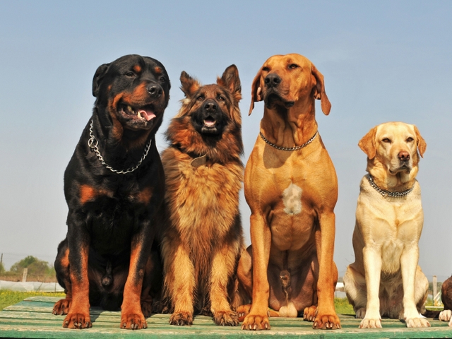 Крупные породы собак в Юрьевце | ЗооТом портал о животных
