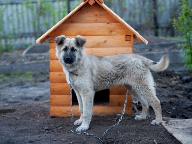 Все о собаках в Юрьевце